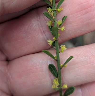 Unverified Other Wildflower or Herb at Mendooran, NSW - 19 Sep 2025 by HelenCross