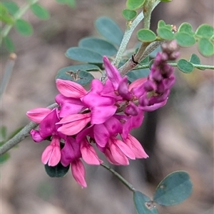 Unverified Pea at Mendooran, NSW - 19 Sep 2025 by HelenCross