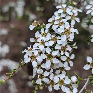 Unverified Other Shrub at Mendooran, NSW - 19 Sep 2025 by HelenCross