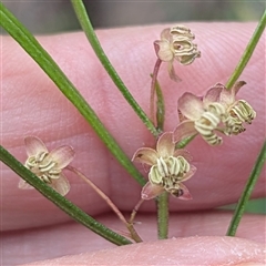 Unverified Plant at Mendooran, NSW - 19 Sep 2025 by HelenCross