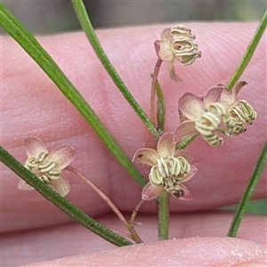 Unverified Plant at Mendooran, NSW - 19 Sep 2025 by HelenCross