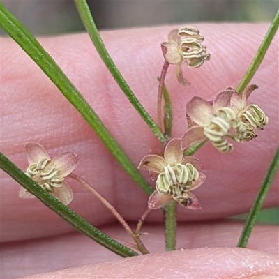 Unverified Plant at Mendooran, NSW - 19 Sep 2025 by HelenCross