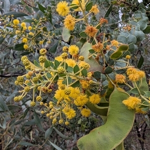 Acacia cultriformis at Mendooran, NSW - 19 Sep 2025 by HelenCross