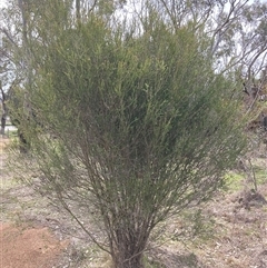 Melaleuca parvistaminea (Small-flowered Honey-myrtle) at Watson, ACT - 19 Sep 2025 by waltraud