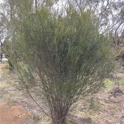 Melaleuca parvistaminea (Small-flowered Honey-myrtle) at Watson, ACT - 19 Sep 2025 by waltraud