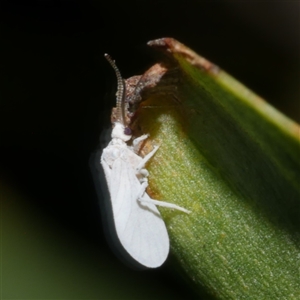 Coniopteryx (Xeroconiopteryx) maculithorax at Freshwater Creek, VIC - 15 Sep 2025 10:00 PM