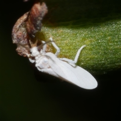 Coniopteryx (Xeroconiopteryx) maculithorax at Freshwater Creek, VIC - 15 Sep 2025 10:00 PM