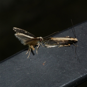 Monopis ethelella (Dead Sheep's Moth) at Freshwater Creek, VIC - 14 Sep 2025 by WendyEM