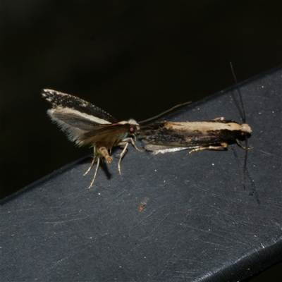 Monopis ethelella (Dead Sheep's Moth) at Freshwater Creek, VIC - 14 Sep 2025 by WendyEM