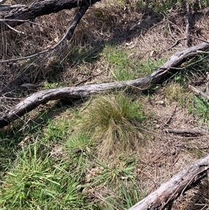 Nassella trichotoma (Serrated Tussock) at Watson, ACT - 19 Sep 2025 by waltraud