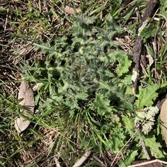 Cirsium vulgare (Spear Thistle) at Watson, ACT - 19 Sep 2025 by waltraud