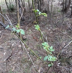 Rosa sp. (A Wild Rose) at Watson, ACT - 19 Sep 2025 by waltraud
