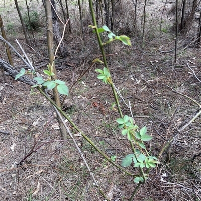 Rosa sp. (A Wild Rose) at Watson, ACT - 19 Sep 2025 by waltraud