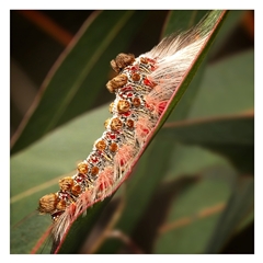 Euproctis baliolalis (Browntail Gum Moth) at Yarralumla, ACT - 19 Sep 2025 by SimoneS