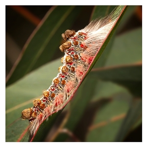 Euproctis baliolalis (Browntail Gum Moth) at Yarralumla, ACT - 19 Sep 2025 by SimoneS