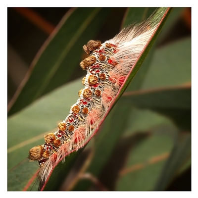 Euproctis baliolalis (Browntail Gum Moth) at Yarralumla, ACT - 19 Sep 2025 by SimoneS