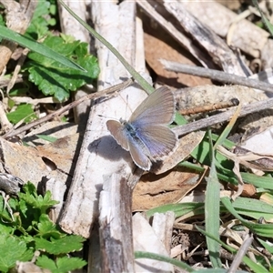 Zizina otis (Common Grass-Blue) at Booth, ACT - 19 Sep 2025 by ChrisChapman