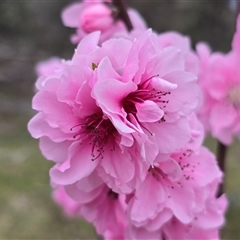 Prunus persica (Peach, Nectarine) at Isaacs, ACT - 19 Sep 2025 by Mike