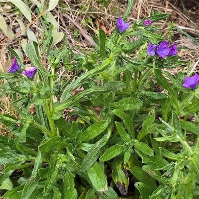 Echium plantagineum (Paterson's Curse) at Fadden, ACT - 19 Sep 2025 by Mike