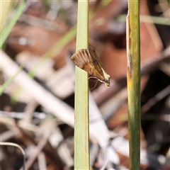 Philenora omophanes (Delicate Philenora) at Booth, ACT - 19 Sep 2025 by ChrisChapman