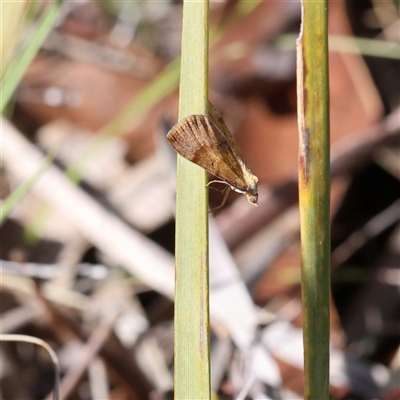 Philenora omophanes (Delicate Philenora) at Booth, ACT - 19 Sep 2025 by ChrisChapman