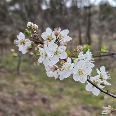 Prunus sp. (A Plum) at Isaacs, ACT - 19 Sep 2025 by Mike