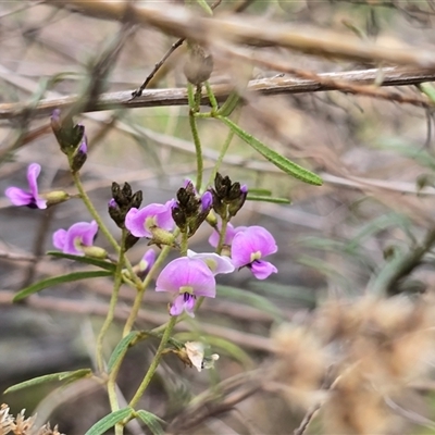 Glycine clandestina (Twining Glycine) at Isaacs, ACT - 19 Sep 2025 by Mike