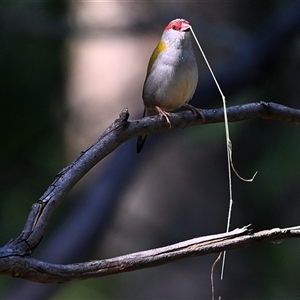 Neochmia temporalis (Red-browed Finch) at Thirlmere, NSW - 18 Sep 2025 by Freebird