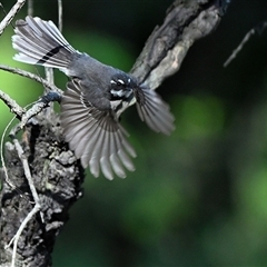 Rhipidura albiscapa (Grey Fantail) at Thirlmere, NSW - 18 Sep 2025 by Freebird