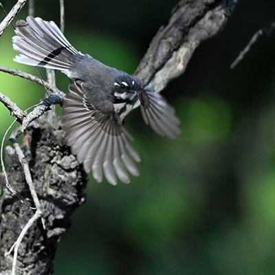 Rhipidura albiscapa (Grey Fantail) at Thirlmere, NSW - 18 Sep 2025 by Freebird