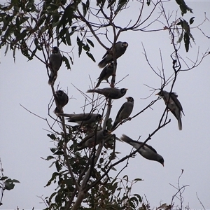 Manorina melanocephala (Noisy Miner) at Isaacs, ACT - 19 Sep 2025 by Mike