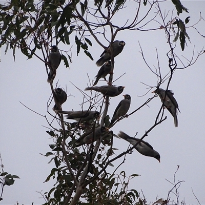 Manorina melanocephala (Noisy Miner) at Isaacs, ACT - 19 Sep 2025 by Mike