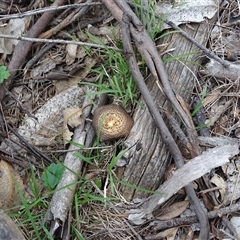 Lentinus arcularius (Fringed Polypore) at Isaacs, ACT - 19 Sep 2025 by Mike