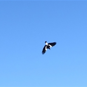 Gymnorhina tibicen (Australian Magpie) at Symonston, ACT - 17 Sep 2025 by Mike