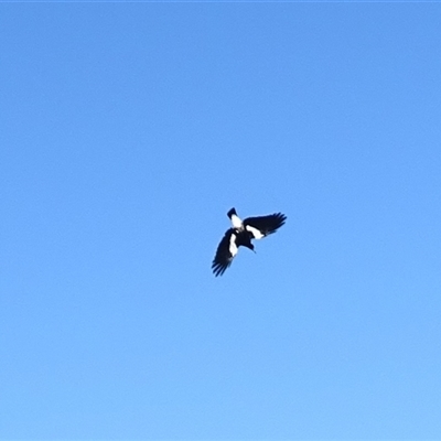 Gymnorhina tibicen (Australian Magpie) at Symonston, ACT - 17 Sep 2025 by Mike