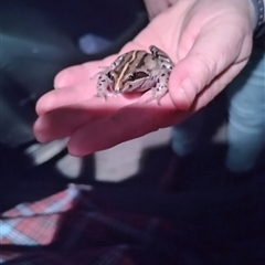 Limnodynastes peronii (Brown-striped Frog) at Upper Kangaroo River, NSW - 18 Sep 2025 by Baronia