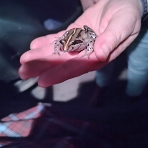 Limnodynastes peronii (Brown-striped Frog) at Upper Kangaroo River, NSW - 18 Sep 2025 by Baronia
