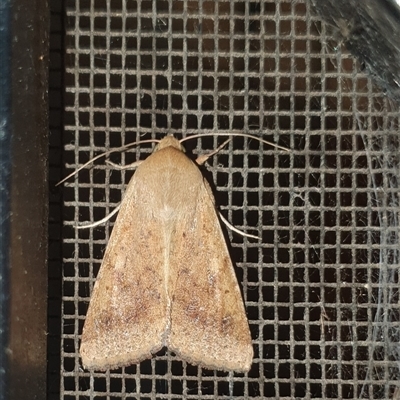 Helicoverpa (genus) (A bollworm) at Penrose, NSW - 19 Sep 2025 by Aussiegall