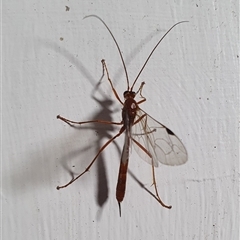 Dicamptus fuscicornis (Ichneumon wasp) by Aussiegall