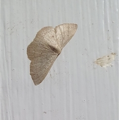 Scopula optivata (Varied Wave) at Penrose, NSW - 19 Sep 2025 by Aussiegall
