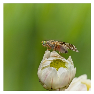 Austrotephritis poenia (Australian Fruit Fly) at Yarralumla, ACT - 19 Sep 2025 by SimoneS