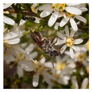 Lasioglossum (Parasphecodes) sp. (genus & subgenus) (Halictid bee) at Yarralumla, ACT - 19 Sep 2025 by SimoneS