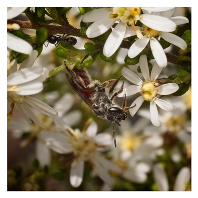 Lasioglossum (Parasphecodes) sp. (genus & subgenus) (Halictid bee) at Yarralumla, ACT - 19 Sep 2025 by SimoneS