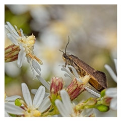 Leistomorpha brontoscopa (A concealer moth) at Yarralumla, ACT - 19 Sep 2025 by SimoneS
