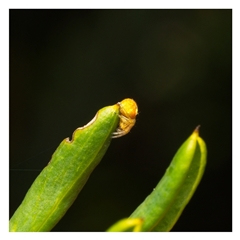 Unverified Spider at Yarralumla, ACT - 19 Sep 2025 by SimoneS