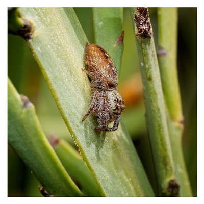 Opisthoncus sp. (genus) (Opisthoncus jumping spider) at Yarralumla, ACT - 19 Sep 2025 by SimoneS