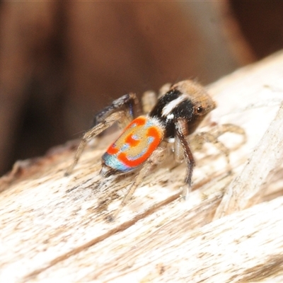 Maratus pavonis (Dunn's peacock spider) at Hall, ACT - 19 Sep 2025 by Harrisi