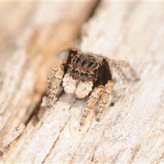 Maratus vespertilio (Bat-like peacock spider) at Hall, ACT - 19 Sep 2025 by Harrisi