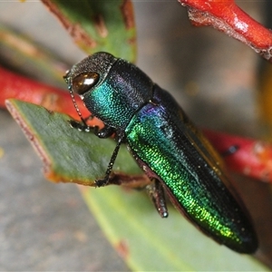 Melobasis thoracica (A jewel beetle) at Yarralumla, ACT - 19 Sep 2025 by Harrisi