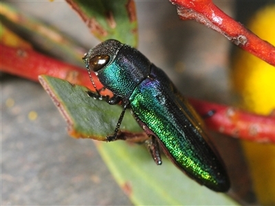 Melobasis thoracica (A jewel beetle) at Yarralumla, ACT - 19 Sep 2025 by Harrisi